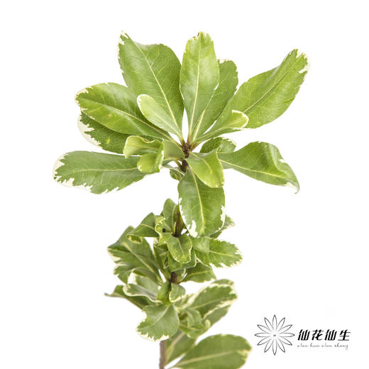 叶材 | 海桐叶 商品图0