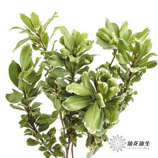 叶材 | 海桐叶 商品图2