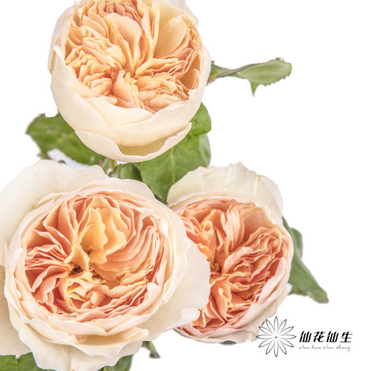 单头玫瑰 | 朱丽叶 商品图7