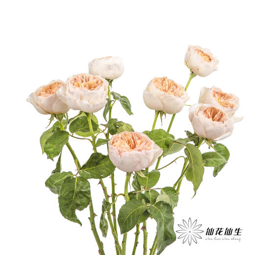 单头玫瑰 | 朱丽叶 商品图6