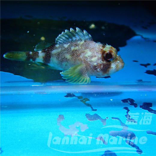 彩色石头鱼 商品图5