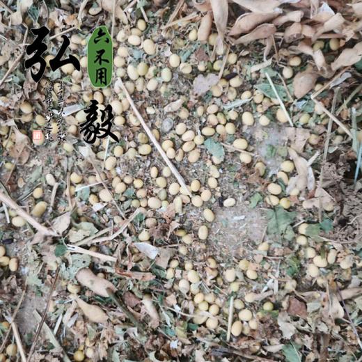 【弘毅六不用生态农场】六不用 自留种 大豆粒 老品种 1斤/份 商品图3