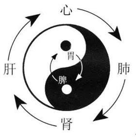 中气：脾胃运化机理与致病（图组）