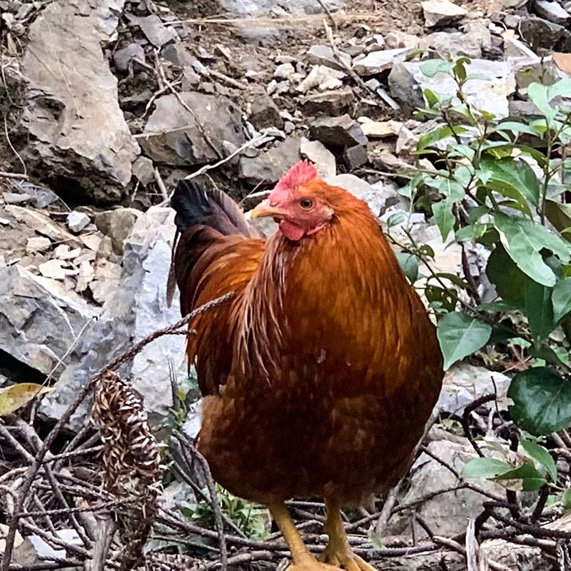 黔北镦鸡【冷链配送】