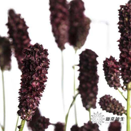 荷兰花材 | 地榆 Officinalis Red Dream 商品图1