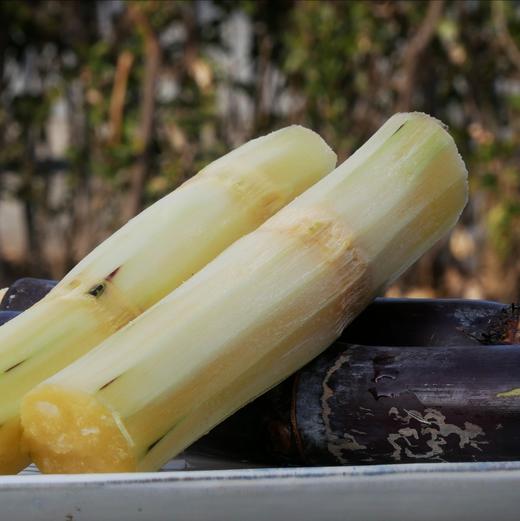生态武夷山甘蔗 | 下单3天左右发货 | 公平贸易 | 基地直发* Sugar Cane | Coproducted 商品图0