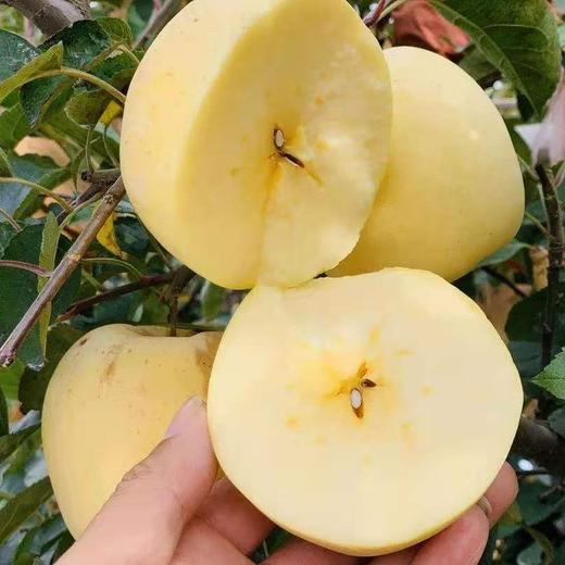 维纳斯黄金苹果 （非奶油富士）4- 4.5斤 商品图7