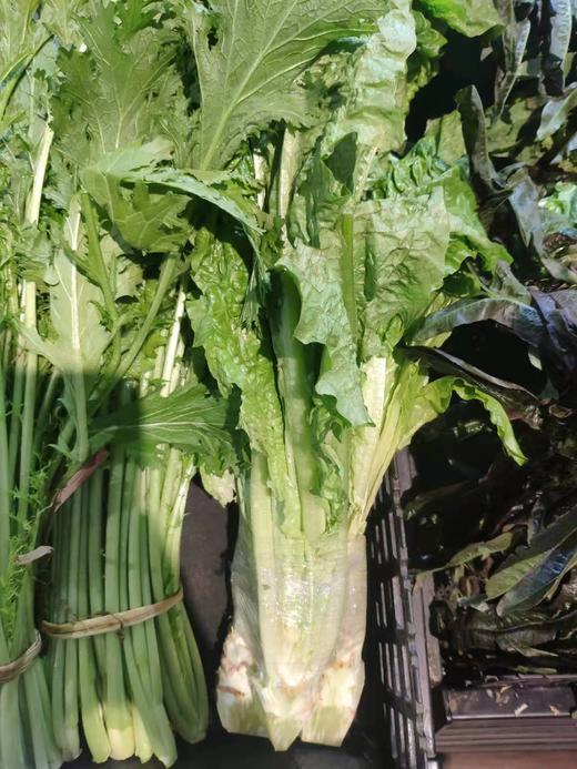 莴苣（带叶）约500g 商品图0