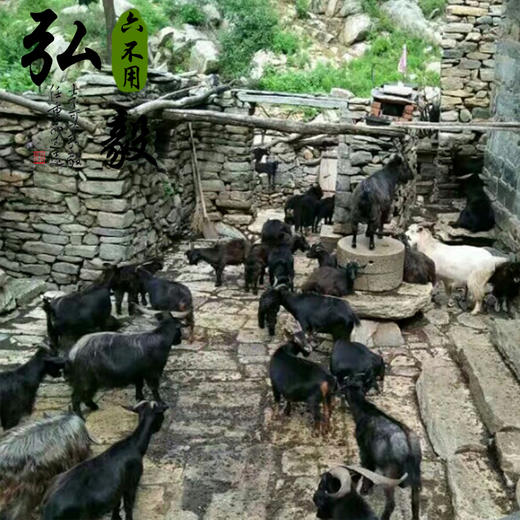 【弘毅六不用生态农场】深山散养 沂蒙山黑山羊 羊肉 2斤/份 商品图3
