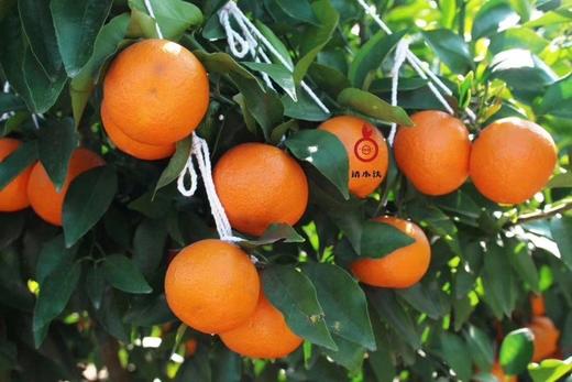 云南沃柑， 天然果冻，果肉细腻，汁水丰盈，彩云之南，蓝天白云下，甜蜜的小幸运 商品图5