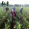 【弘毅六不用生态农场】六不用 白玉米8根/份 商品缩略图4
