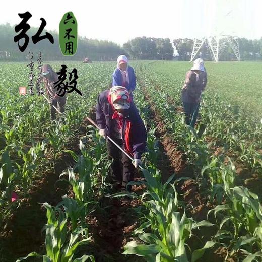 【弘毅六不用生态农场】六不用 白玉米8根/份 商品图4