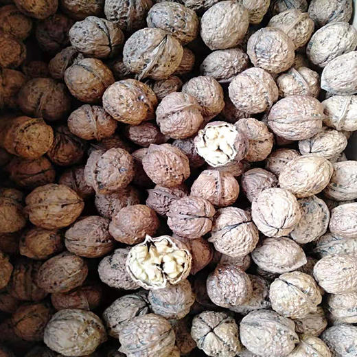 【2022新核桃】云南弥渡农家山核桃 白皮核桃 皮薄 无烟烘烤 2.5公斤/袋 商品图1