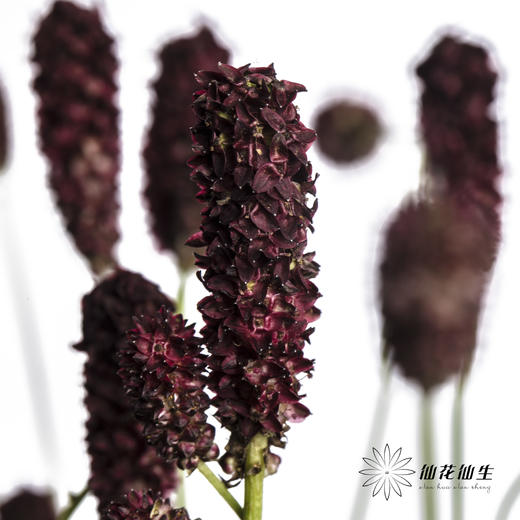 荷兰花材 | 地榆 Officinalis Red Dream 商品图2