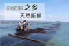 头水紫菜 商品缩略图1