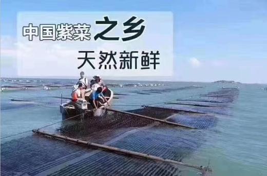 头水紫菜 商品图1