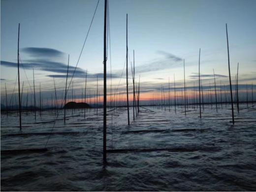 头水紫菜 商品图4