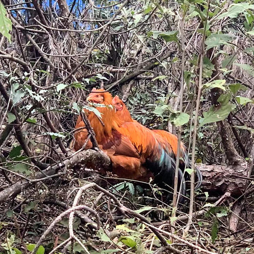 黔北镦鸡【冷链配送】 商品图1