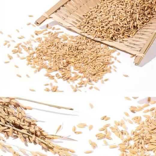 【产地直发包邮】小德家稻花香米（未抛光米、胚芽米、糙米） 商品图1