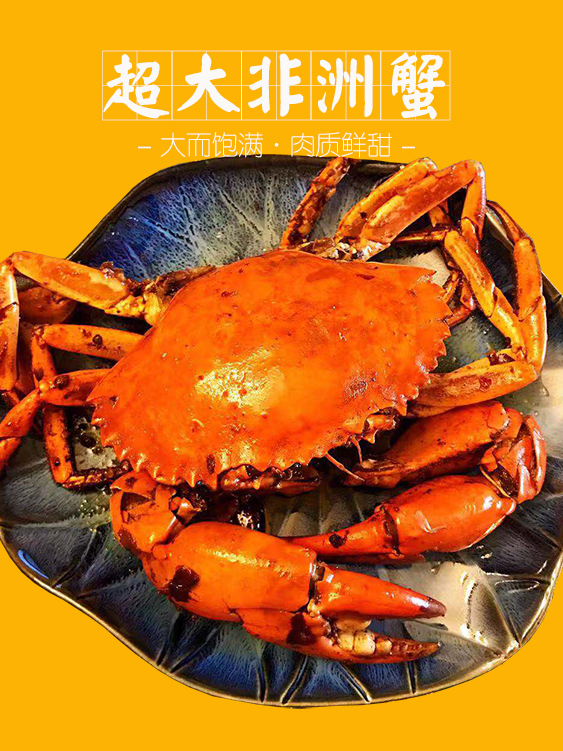 【超大非洲青蟹】