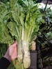 莴苣（带叶）约500g 商品缩略图2