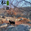 【弘毅六不用生态农场】深山散养 沂蒙山黑山羊 羊肉 2斤/份 商品缩略图5
