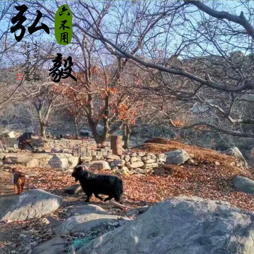 【弘毅六不用生态农场】深山散养 沂蒙山黑山羊 羊肉 2斤/份 商品图5