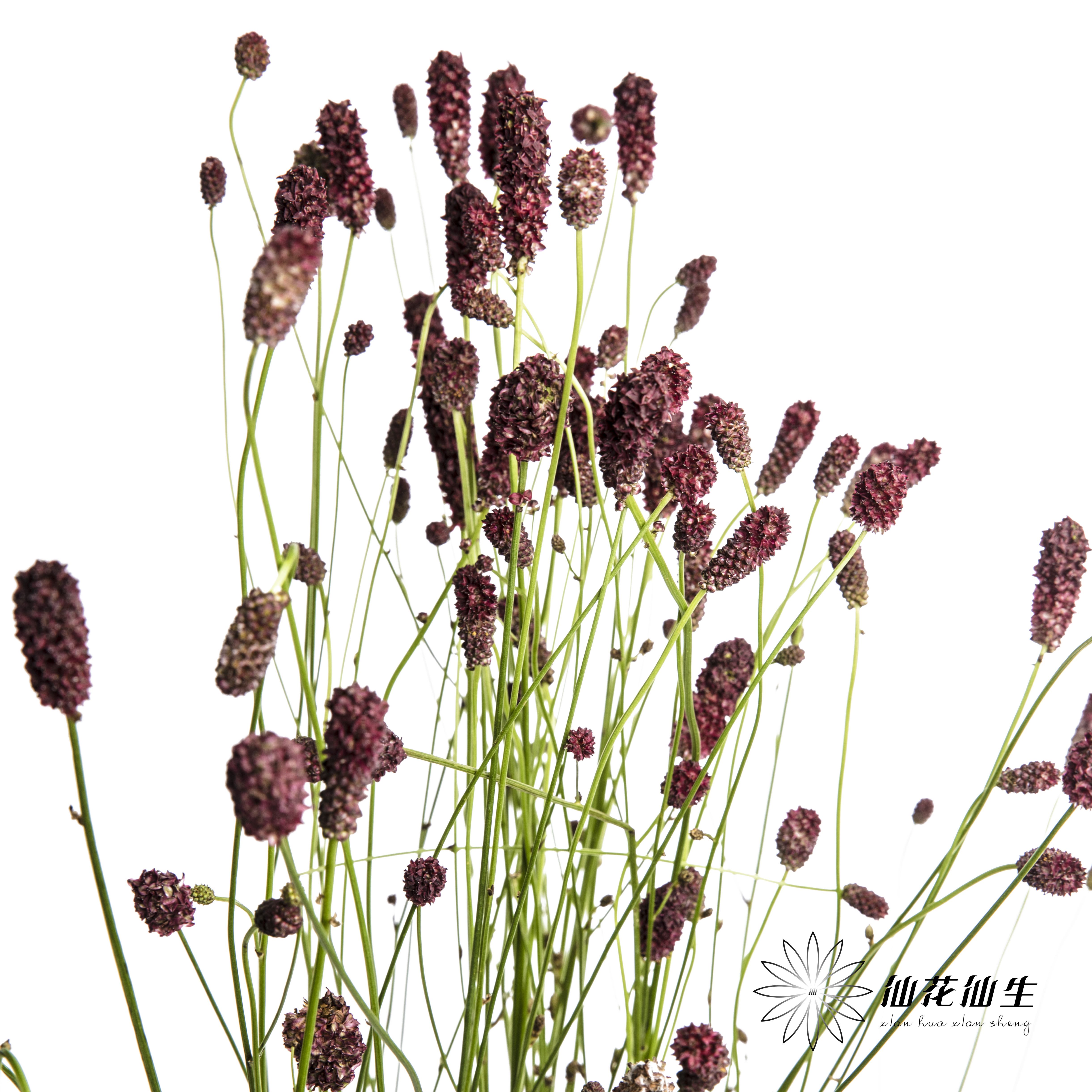 荷兰花材 | 地榆 Officinalis Red Dream
