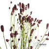 荷兰花材 | 地榆 Officinalis Red Dream 商品缩略图0