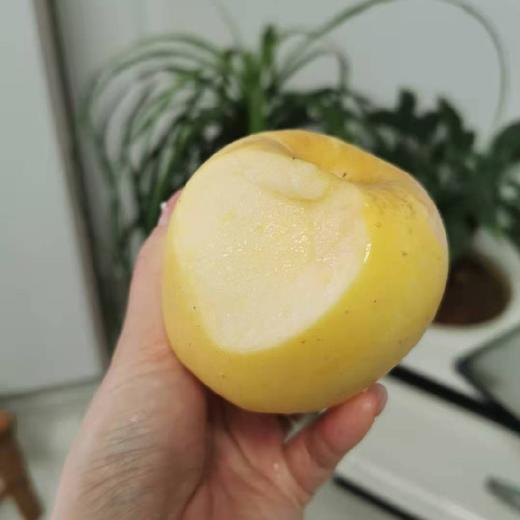 维纳斯黄金苹果 （非奶油富士）4- 4.5斤 商品图9