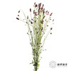 荷兰花材 | 地榆 Officinalis Red Dream 商品缩略图3