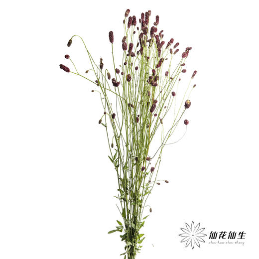 荷兰花材 | 地榆 Officinalis Red Dream 商品图3