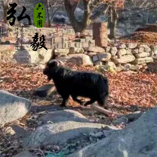【弘毅六不用生态农场】深山散养 沂蒙山黑山羊 羊肉 2斤/份 商品图4