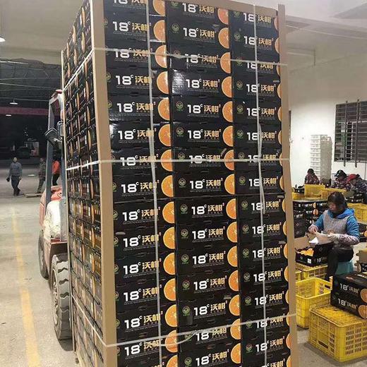 【北海沃柑】10斤/箱，皮薄香甜多汁 商品图6