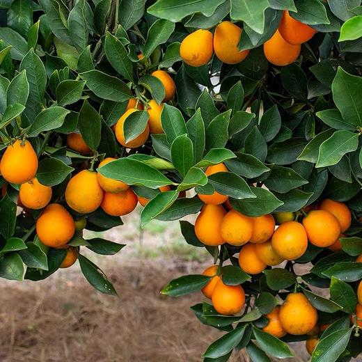 2025年新产季融安脆蜜金桔 商品图8