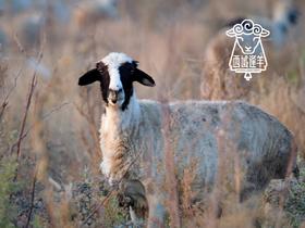 新疆尉犁县塔河羔羊