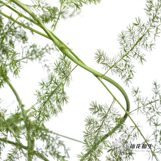 叶材 | 文竹 商品图1