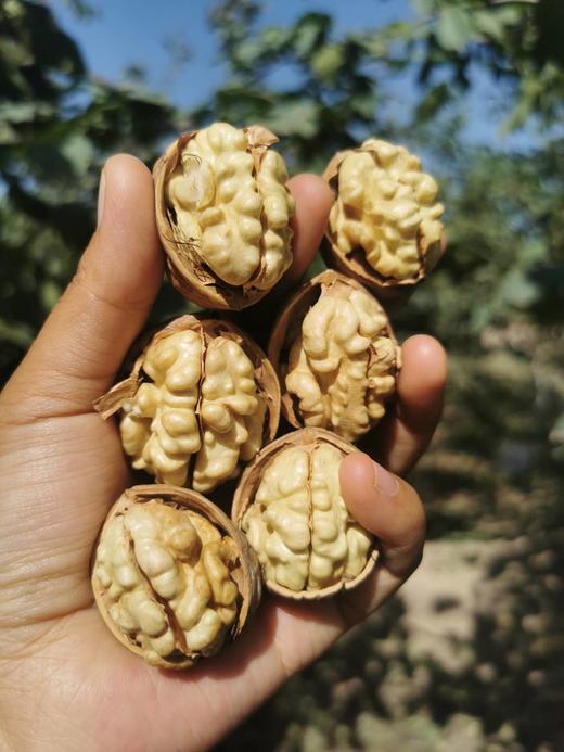 新疆阿克苏185纸皮核桃-3斤家庭装 商品图1