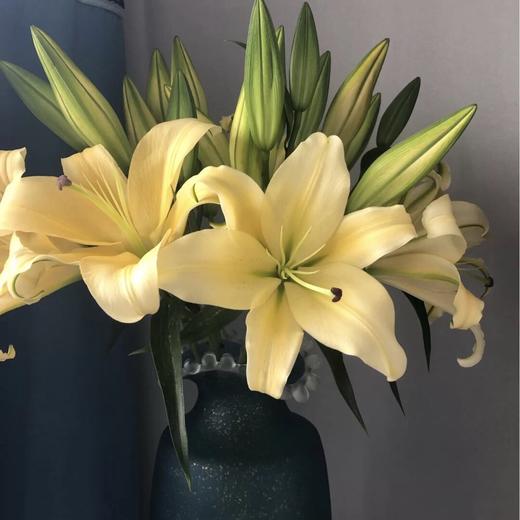 【皇帝香水百合】2头5支10朵/份  (杆子偏细) 商品图5