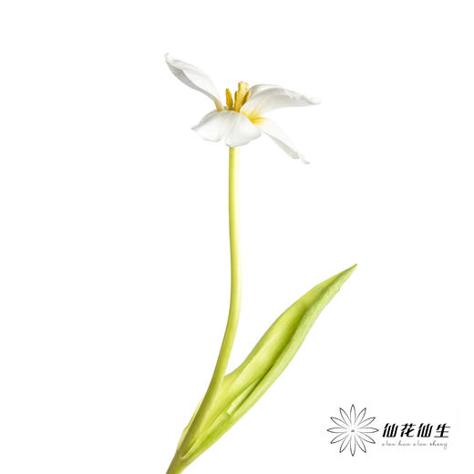 国产郁金香 | 皇家白 商品图4