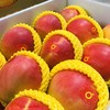 澳大利亚Mango芒果香气十足，口感细腻光滑！澳洲空运直达，Ole、高岛屋等商超同款哦[得意] 商品缩略图0