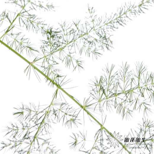 叶材 | 文竹 商品图4