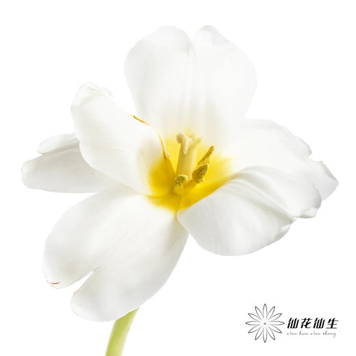 国产郁金香 | 皇家白 商品图5