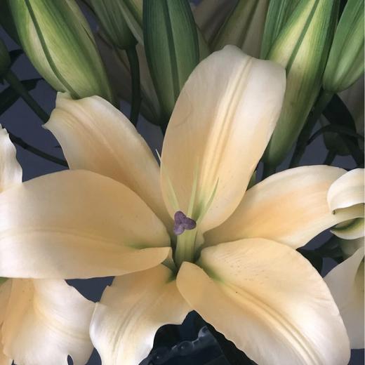 【皇帝香水百合】2头5支10朵/份  (杆子偏细) 商品图9