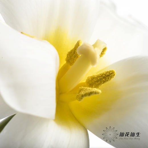 国产郁金香 | 皇家白 商品图2