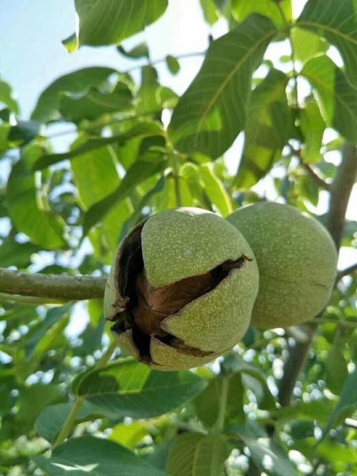 新疆阿克苏185纸皮核桃-3斤家庭装 商品图3