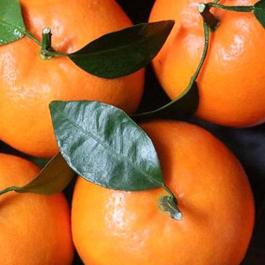 【北海沃柑】10斤/箱，皮薄香甜多汁 商品图3