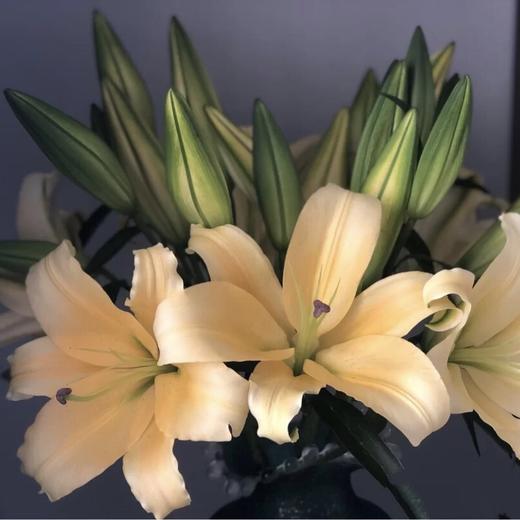 【皇帝香水百合】2头5支10朵/份  (杆子偏细) 商品图8