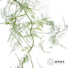 叶材 | 文竹 商品缩略图2