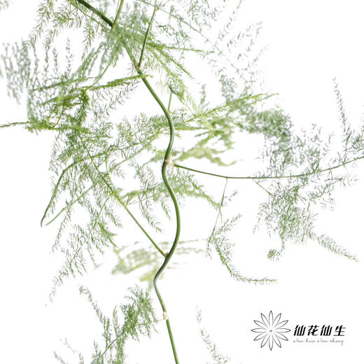 叶材 | 文竹 商品图2